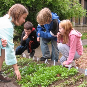 The benefits of a School Garden are many, does your school have one?